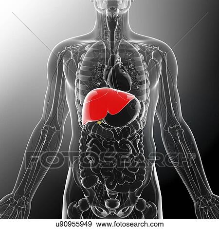 Human liver, artwork View Large Illustration Stock Illustration - Human liver, artwork. Fotosearch