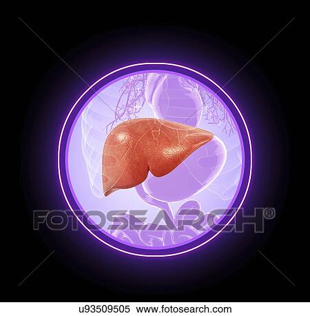 Stock Illustration - Human liver, artwork. Fotosearch