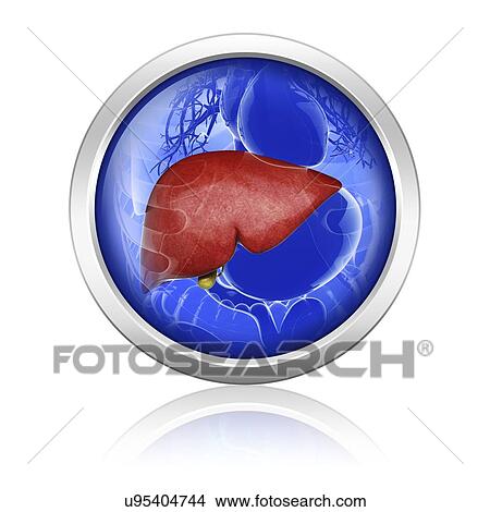 Human liver, artwork View Large Illustration Stock Illustration - Human liver, artwork. Fotosearch
