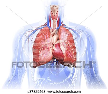 Stock Illustration - Human lungs and heart, artwork. Fotosearch