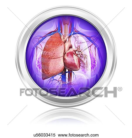 Stock Illustration - Human lungs and heart, artwork. Fotosearch