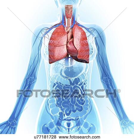 Human lungs and heart, artwork View Large Illustration Stock Illustration - Human lungs and heart, artwork. Fotosearch
