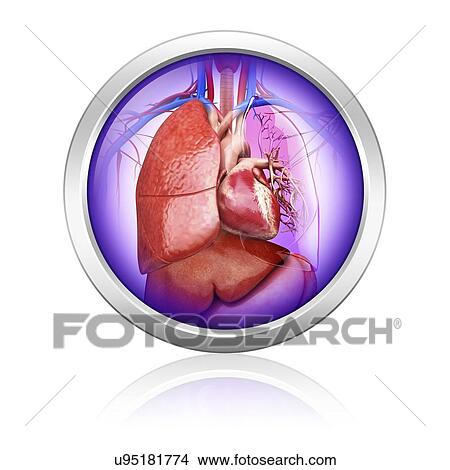 Stock Illustration - Human lungs and heart, artwork. Fotosearch