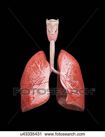 Human lungs, artwork View Large Illustration Clip Art - Human lungs, artwork. Fotosearch