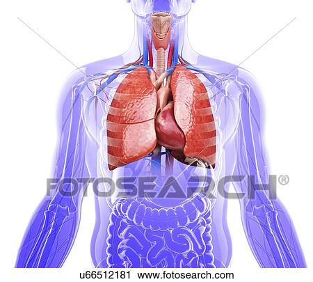 Human lungs, artwork View Large Illustration Clip Art - Human lungs, artwork. Fotosearch