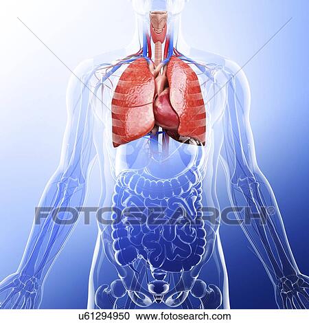 Human lungs, artwork View Large Illustration Clipart - Human lungs, artwork. Fotosearch