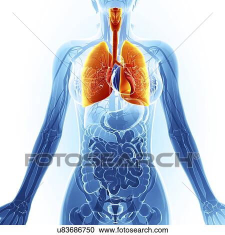 Clipart - Human lungs, artwork. Fotosearch