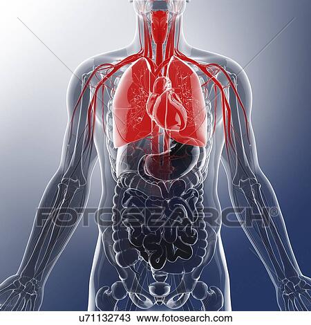 Drawing - Human lungs, artwork. Fotosearch