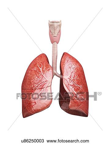 Drawing - Human lungs, artwork. Fotosearch