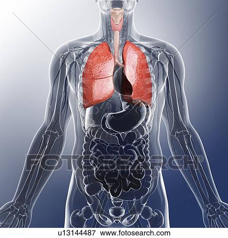 Human lungs, artwork View Large Illustration Stock Illustration - Human lungs, artwork. Fotosearch