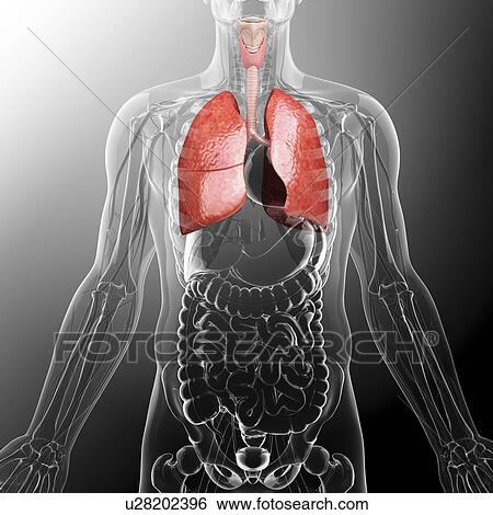 Human lungs, artwork View Large Illustration Stock Illustration - Human lungs, artwork. Fotosearch