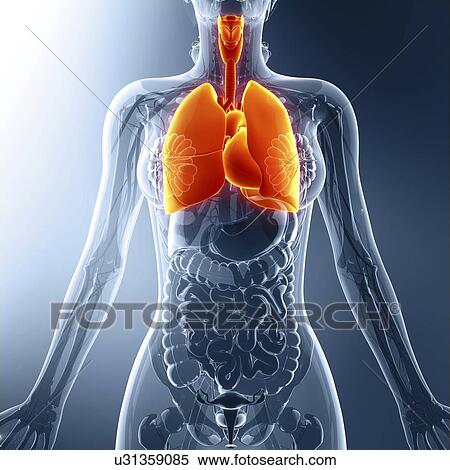 Stock Illustration - Human lungs, artwork. Fotosearch