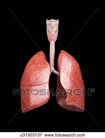 Human lungs, artwork View Large Illustration Stock Illustration - Human lungs, artwork. Fotosearch