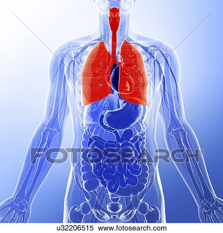 Human lungs, artwork View Large Illustration Stock Illustration - Human lungs, artwork. Fotosearch