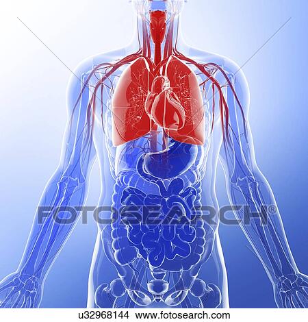 Stock Illustration - Human lungs, artwork. Fotosearch