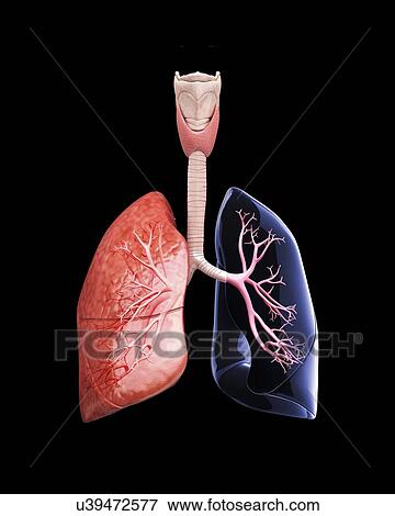 Human lungs, artwork View Large Illustration Stock Illustration - Human lungs, artwork. Fotosearch