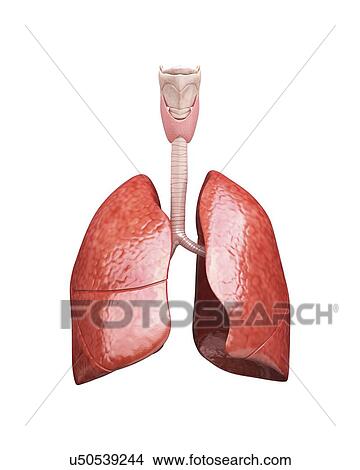 Human lungs, artwork View Large Illustration Stock Illustration - Human lungs, artwork. Fotosearch