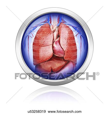 Stock Illustration - Human lungs, artwork. Fotosearch
