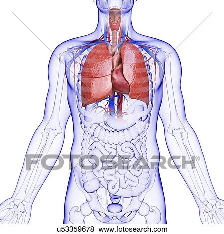 Human lungs, artwork View Large Illustration Stock Illustration - Human lungs, artwork. Fotosearch