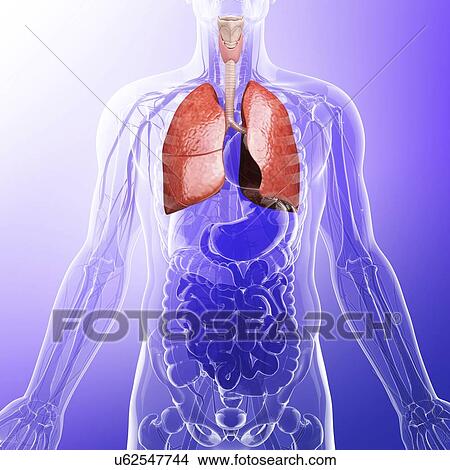 Human lungs, artwork View Large Illustration Stock Illustration - Human lungs, artwork. Fotosearch