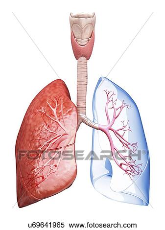 Stock Illustration - Human lungs, artwork. Fotosearch