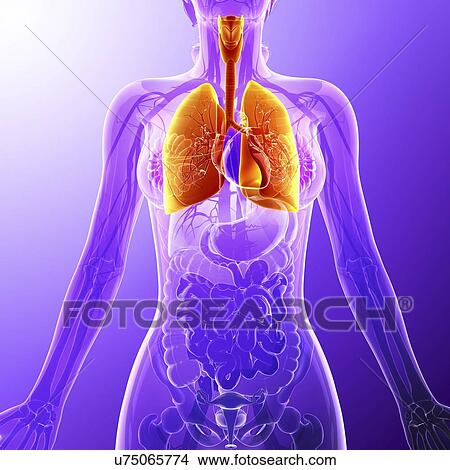 Stock Illustration - Human lungs, artwork. Fotosearch
