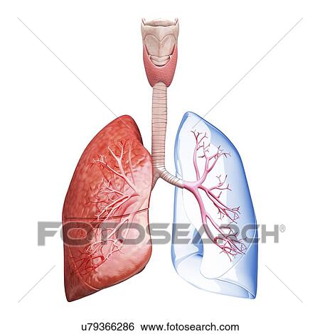 Stock Illustration - Human lungs, artwork. Fotosearch