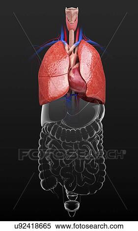 Stock Illustration - Human lungs, artwork. Fotosearch