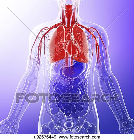 Human lungs, artwork View Large Illustration Stock Illustration - Human lungs, artwork. Fotosearch