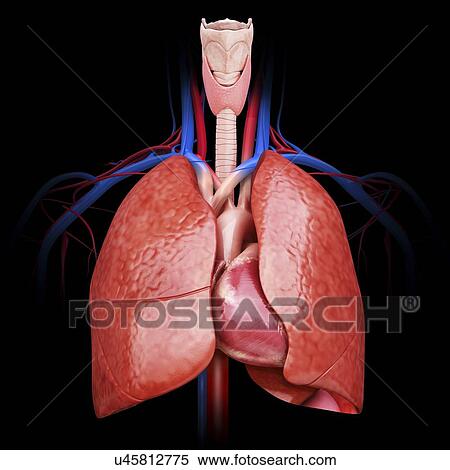 Human lungs, computer artwork. View Large Illustration Stock Illustration - Human lungs, computer artwork.. Fotosearch