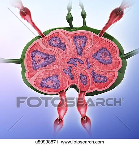 Clip Art - Human lymph node, artwork. Fotosearch