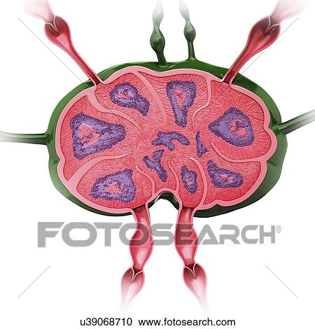 Human lymph node, artwork View Large Illustration Clipart - Human lymph node, artwork. Fotosearch
