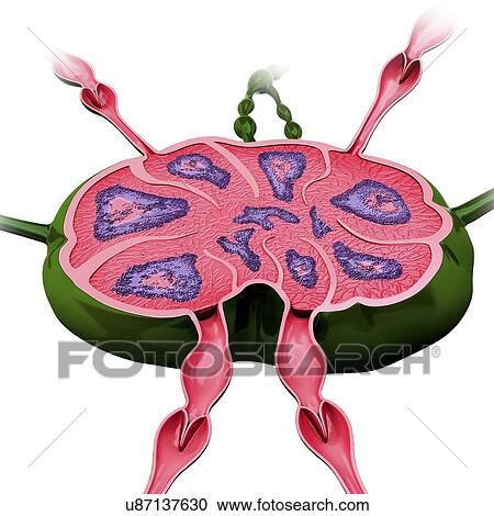 Clipart - Human lymph node, artwork. Fotosearch