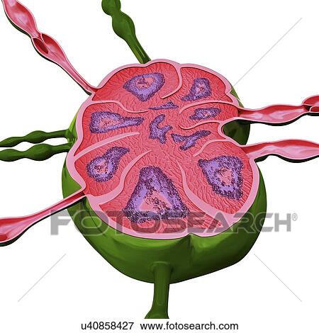 Stock Illustration - Human lymph node, artwork. Fotosearch