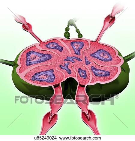 Human lymph node, artwork View Large Illustration Stock Illustration - Human lymph node, artwork. Fotosearch