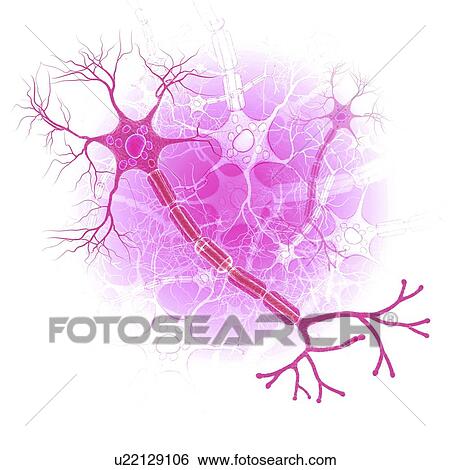 Human nerve cell, artwork View Large Illustration Stock Illustration - Human nerve cell, artwork. Fotosearch