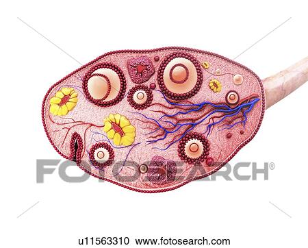 Human ovary, artwork View Large Illustration Clipart - Human ovary, artwork. Fotosearch
