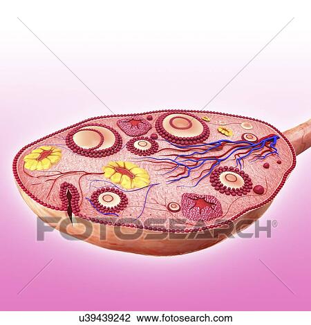 Human ovary, artwork View Large Illustration Drawing - Human ovary, artwork. Fotosearch