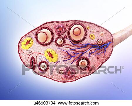 Human ovary, artwork View Large Illustration Stock Illustration - Human ovary, artwork. Fotosearch