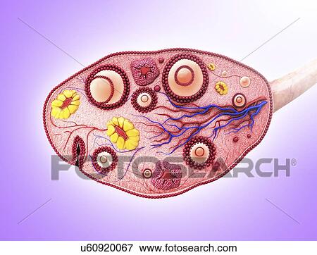 Human ovary, artwork View Large Illustration Stock Illustration - Human ovary, artwork. Fotosearch
