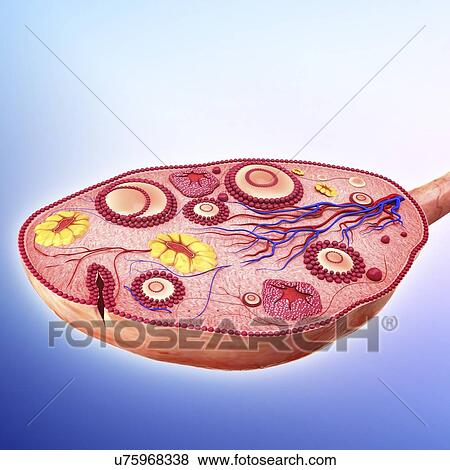 Human ovary, artwork View Large Illustration Stock Illustration - Human ovary, artwork. Fotosearch