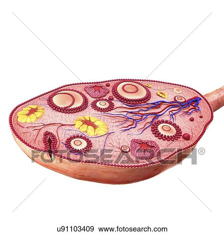 Human ovary, artwork View Large Illustration Stock Illustration - Human ovary, artwork. Fotosearch