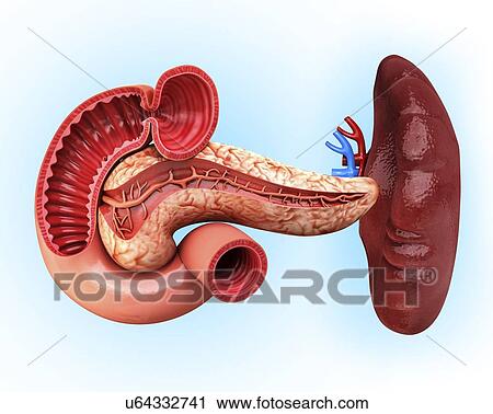 Human pancreas, artwork View Large Illustration Clip Art - Human pancreas, artwork. Fotosearch