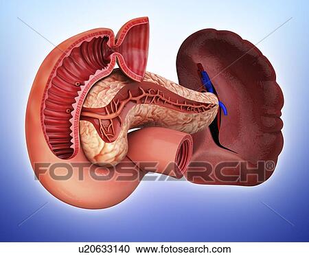 Human pancreas, artwork View Large Illustration Clipart - Human pancreas, artwork. Fotosearch