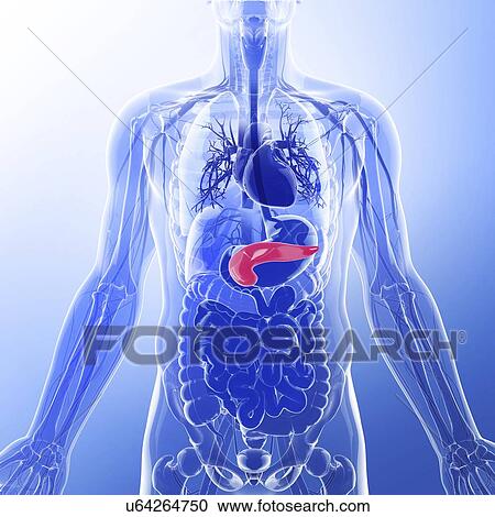 Clipart - Human pancreas, artwork. Fotosearch