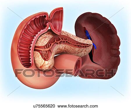 Human pancreas, artwork View Large Illustration Clipart - Human pancreas, artwork. Fotosearch
