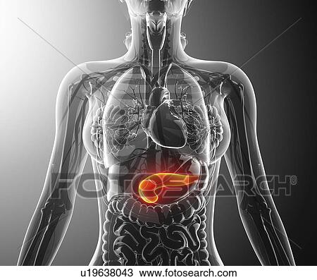 Human pancreas, artwork Drawing | u19638043 | Fotosearch