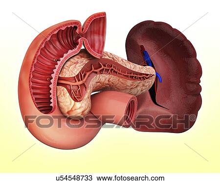 Drawing - Human pancreas, artwork. Fotosearch