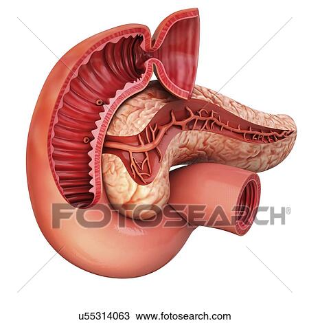 Human pancreas, artwork View Large Illustration Drawing - Human pancreas, artwork. Fotosearch