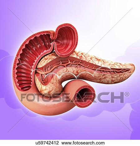 Drawing - Human pancreas, artwork. Fotosearch